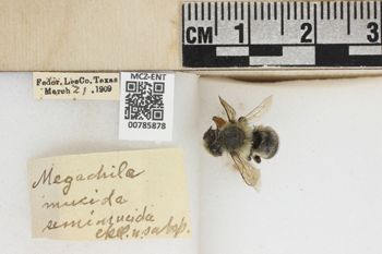 Media type: image;   Entomology 785878 Aspect: labels